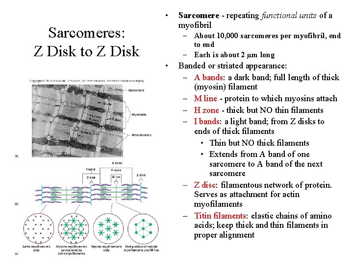 Skeletal Muscle Physiology Muscular System Functions Body movement