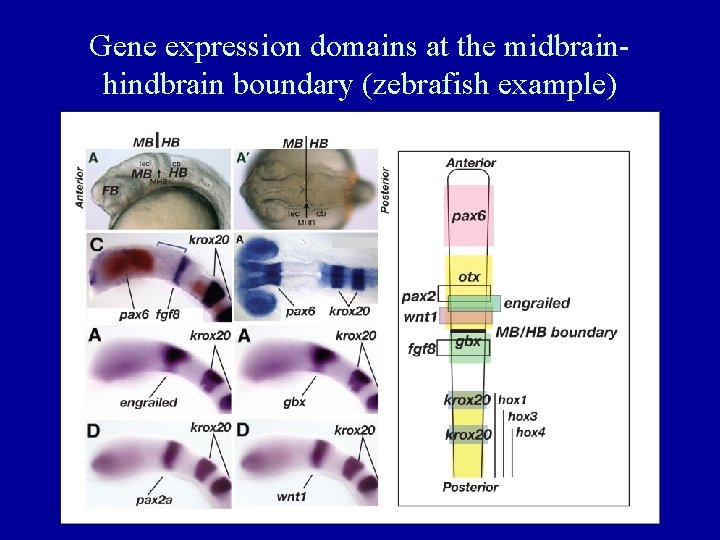 Gene expression domains at the midbrainhindbrain boundary (zebrafish example) 