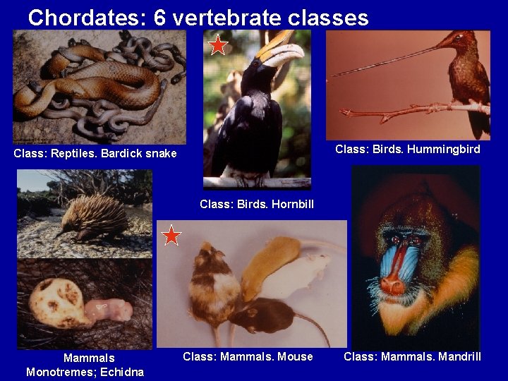 Chordates: 6 vertebrate classes Class: Birds. Hummingbird Class: Reptiles. Bardick snake Class: Birds. Hornbill