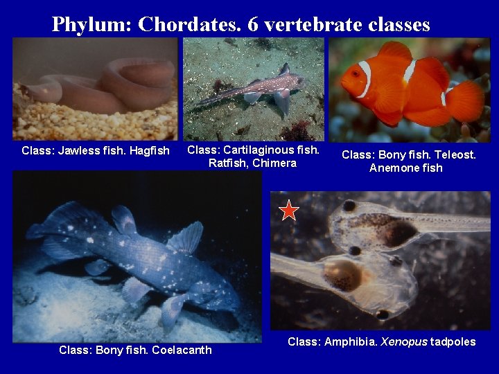 Phylum: Chordates. 6 vertebrate classes Class: Jawless fish. Hagfish Class: Cartilaginous fish. Ratfish, Chimera