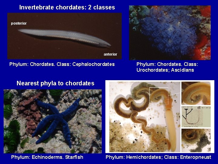 Invertebrate chordates: 2 classes posterior anterior Phylum: Chordates. Class: Cephalochordates Phylum: Chordates. Class: Urochordates;