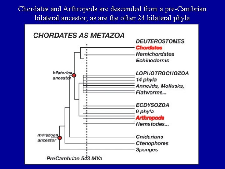 Chordates and Arthropods are descended from a pre-Cambrian bilateral ancestor; as are the other