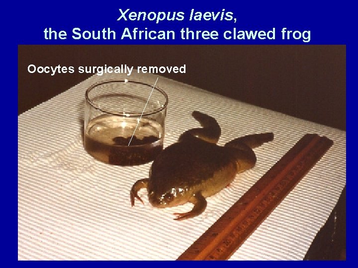 Xenopus laevis, the South African three clawed frog Oocytes surgically removed 