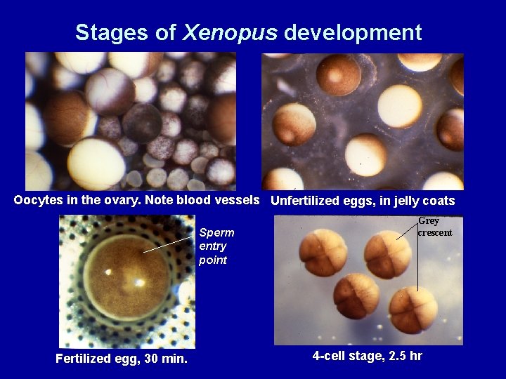 Stages of Xenopus development Oocytes in the ovary. Note blood vessels Unfertilized eggs, in