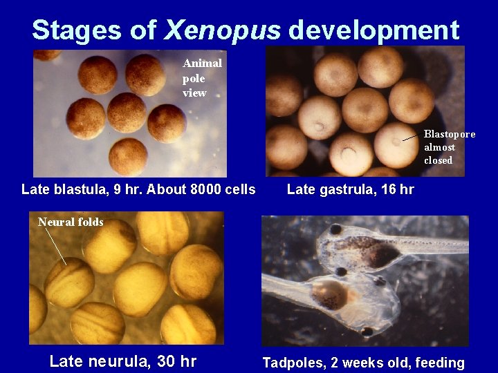 Stages of Xenopus development Animal pole view Blastopore almost closed Late blastula, 9 hr.