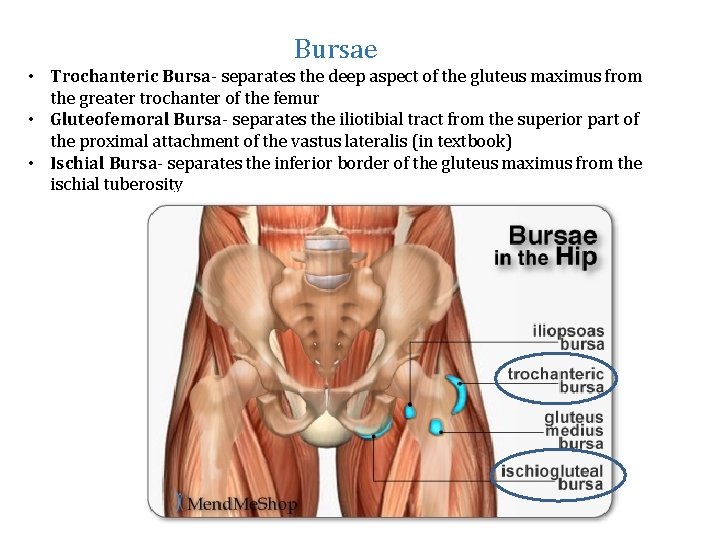 Bursae • Trochanteric Bursa- separates the deep aspect of the gluteus maximus from the
