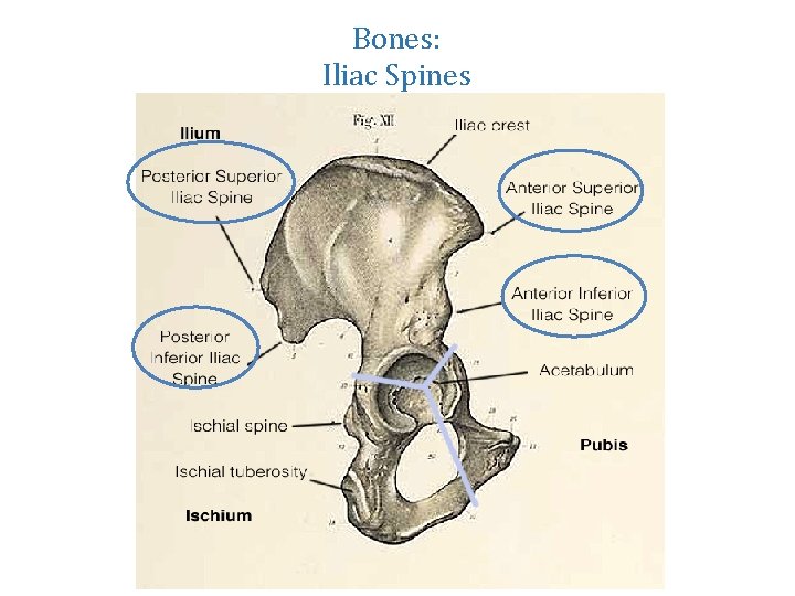 Bones: Iliac Spines 