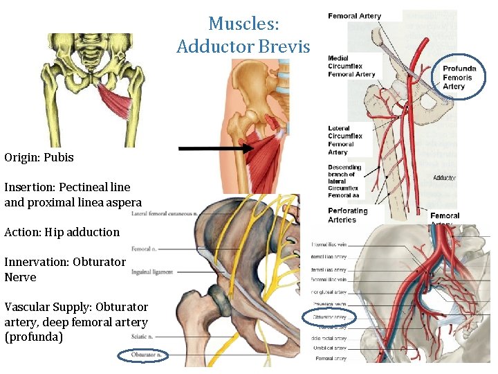 Muscles: Adductor Brevis Origin: Pubis Insertion: Pectineal line and proximal linea aspera Action: Hip