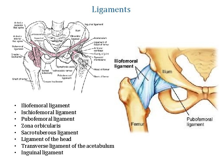 Ligaments • • Iliofemoral ligament Ischiofemoral ligament Pubofemoral ligament Zona orbicularis Sacrotuberous ligament Ligament
