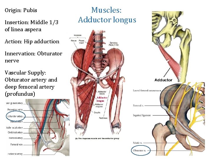 Origin: Pubis Insertion: Middle 1/3 of linea aspera Action: Hip adduction Innervation: Obturator nerve