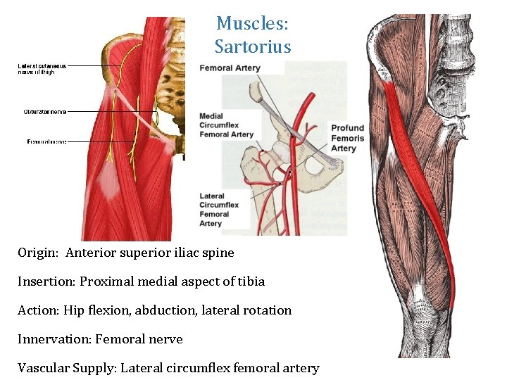 Muscles: Sartorius Origin: Anterior superior iliac spine Insertion: Proximal medial aspect of tibia Action: