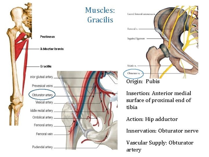 Muscles: Gracilis Origin: Pubis Insertion: Anterior medial surface of proximal end of tibia Action: