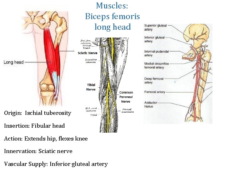 Muscles: Biceps femoris long head Origin: Ischial tuberosity Insertion: Fibular head Action: Extends hip,
