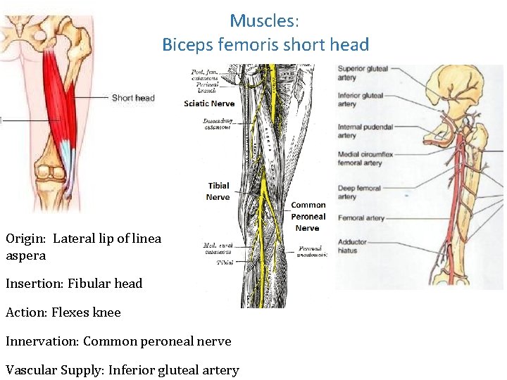 Muscles: Biceps femoris short head Origin: Lateral lip of linea aspera Insertion: Fibular head