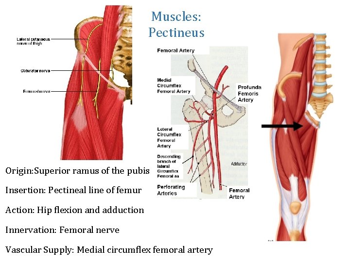 Muscles: Pectineus Origin: Superior ramus of the pubis Insertion: Pectineal line of femur Action: