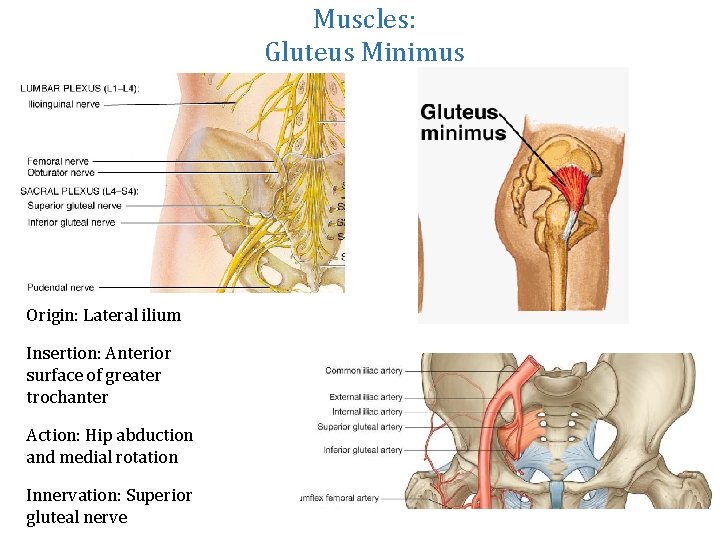 Muscles: Gluteus Minimus Origin: Lateral ilium Insertion: Anterior surface of greater trochanter Action: Hip