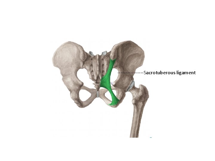 --------Sacrotuberous ligament 