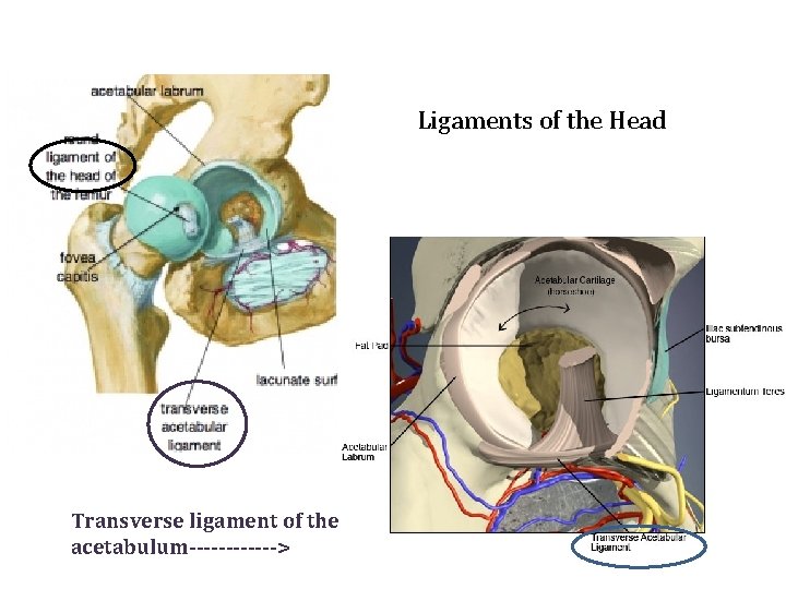 Ligaments of the Head Transverse ligament of the acetabulum------> 