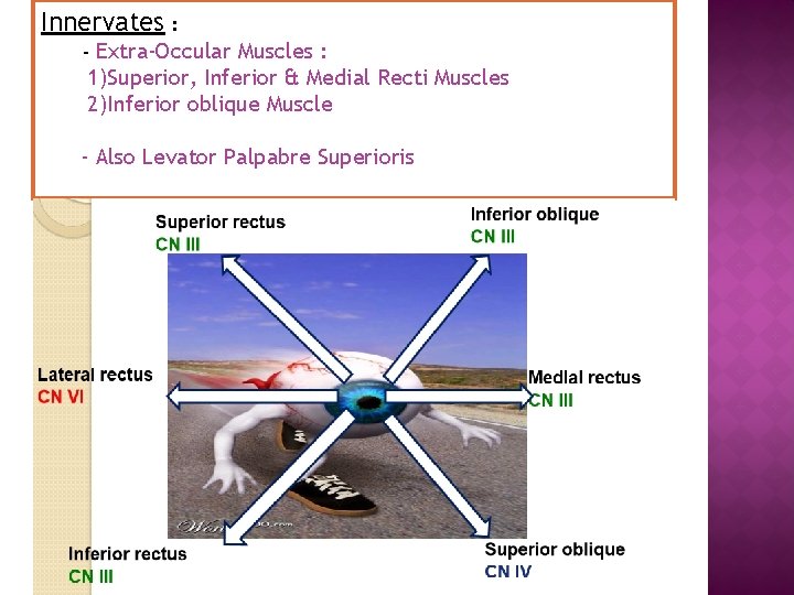 Innervates : - Extra-Occular Muscles : 1)Superior, Inferior & Medial Recti Muscles 2)Inferior oblique