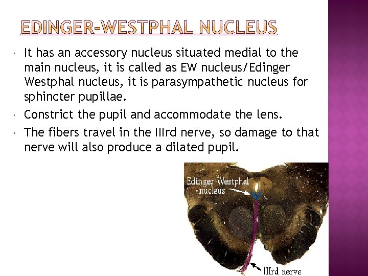  It has an accessory nucleus situated medial to the main nucleus, it is