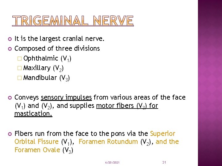  It is the largest cranial nerve. Composed of three divisions � Ophthalmic (V