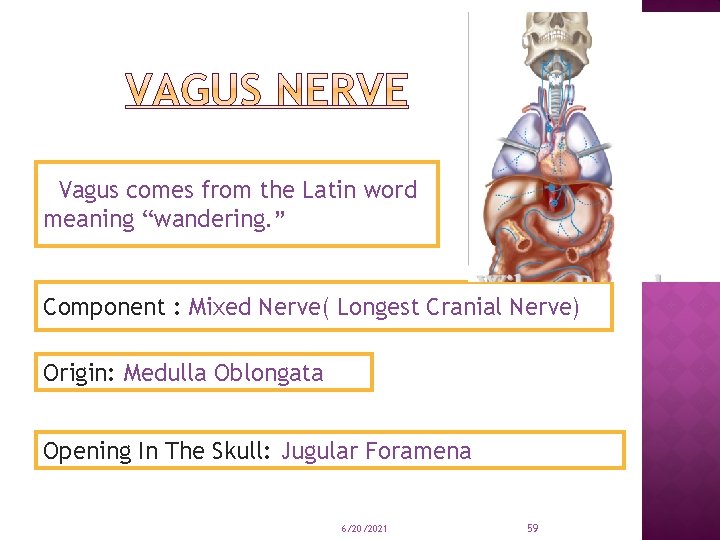 Vagus comes from the Latin word meaning “wandering. ” Component : Mixed Nerve( Longest