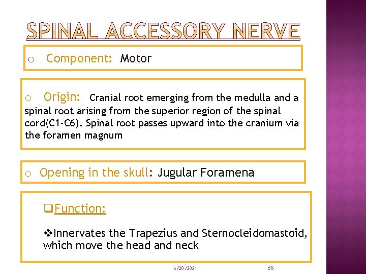 o Component: Motor o Origin: Cranial root emerging from the medulla and a spinal