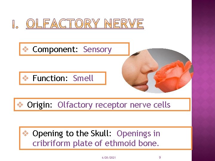 v Component: Sensory v Function: Smell v Origin: Olfactory receptor nerve cells v Opening