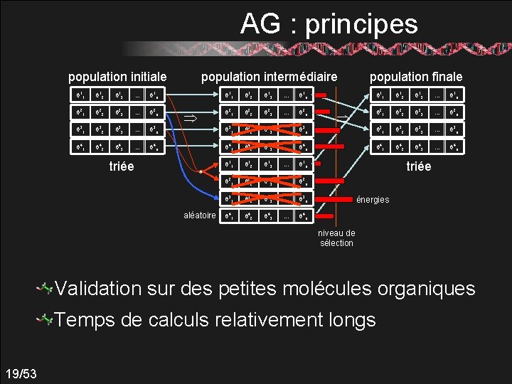 AG : principes population initiale population intermédiaire population finale q 11 q 12 q
