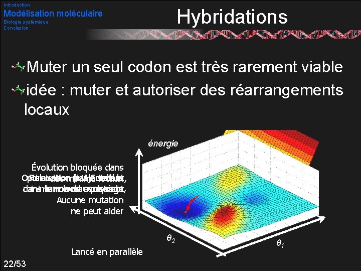 Introduction Hybridations Modélisation moléculaire Biologie systémique Conclusion Muter un seul codon est très rarement