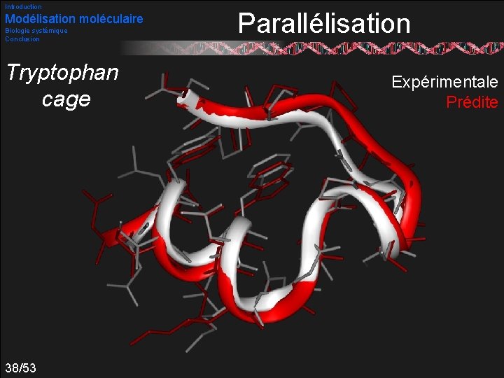 Introduction Modélisation moléculaire Biologie systémique Conclusion Tryptophan cage 38/53 Parallélisation Expérimentale Prédite 