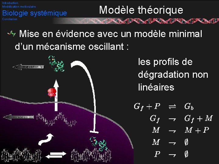 Introduction Modélisation moléculaire Biologie systémique Modèle théorique Conclusion Mise en évidence avec un modèle
