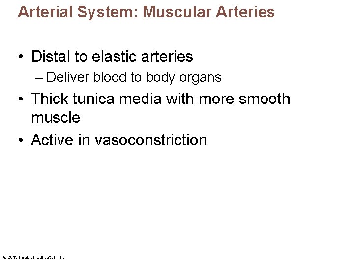 Arterial System: Muscular Arteries • Distal to elastic arteries – Deliver blood to body