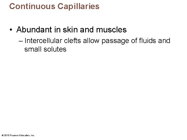 Continuous Capillaries • Abundant in skin and muscles – Intercellular clefts allow passage of