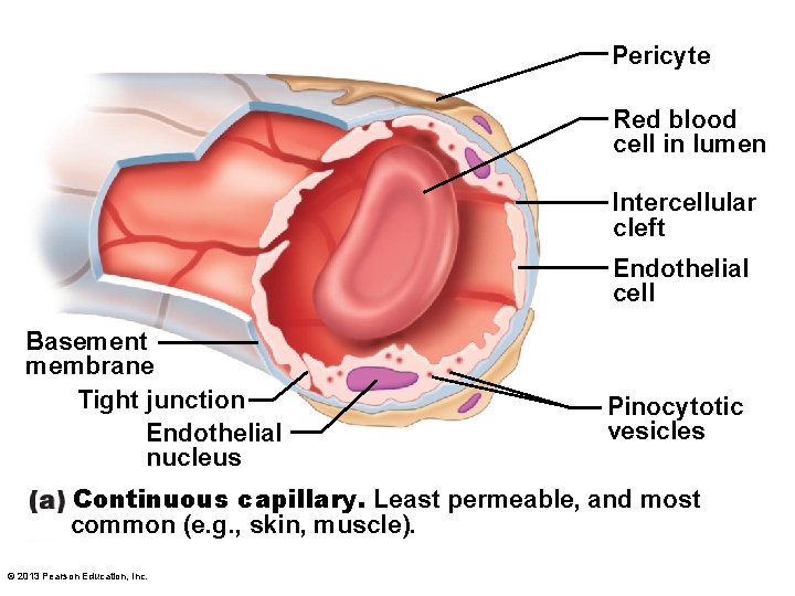 Pericyte Red blood cell in lumen Intercellular cleft Endothelial cell Basement membrane Tight junction