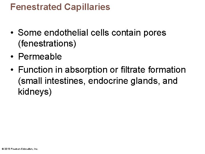 Fenestrated Capillaries • Some endothelial cells contain pores (fenestrations) • Permeable • Function in