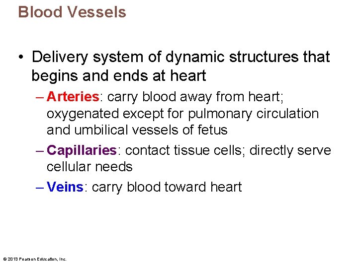 Blood Vessels • Delivery system of dynamic structures that begins and ends at heart