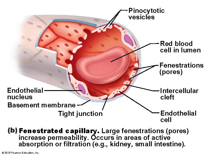 Pinocytotic vesicles Red blood cell in lumen Fenestrations (pores) Endothelial nucleus Basement membrane Tight