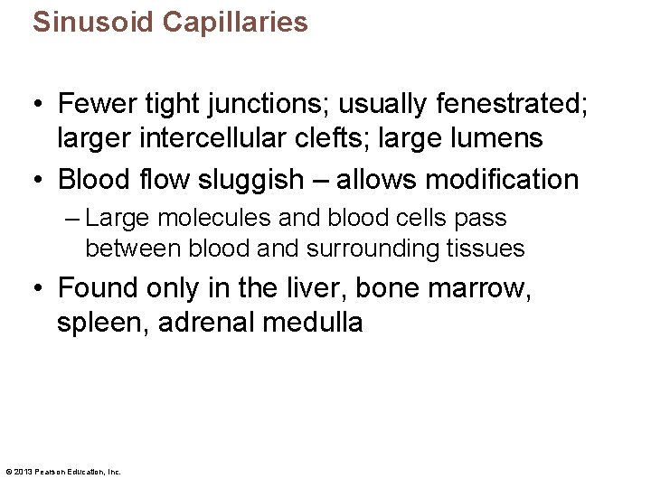 Sinusoid Capillaries • Fewer tight junctions; usually fenestrated; larger intercellular clefts; large lumens •