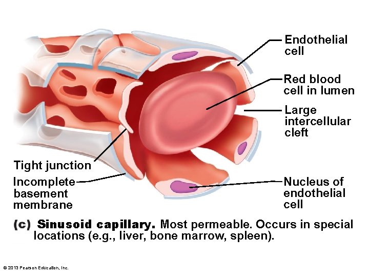 Endothelial cell Red blood cell in lumen Large intercellular cleft Tight junction Incomplete basement