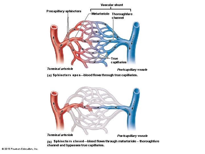 Vascular shunt Precapillary sphincters Metarteriole Thoroughfare channel True capillaries Terminal arteriole Postcapillary venule Sphincters