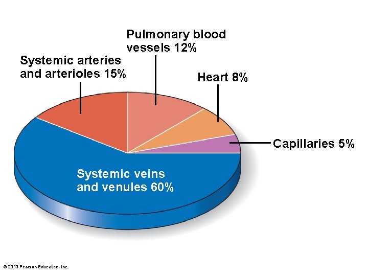 Pulmonary blood vessels 12% Systemic arteries and arterioles 15% Heart 8% Capillaries 5% Systemic
