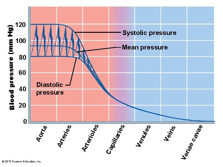 Blood pressure (mm Hg) 120 Systolic pressure 100 Mean pressure 80 60 40 Diastolic