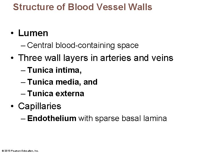 Structure of Blood Vessel Walls • Lumen – Central blood-containing space • Three wall