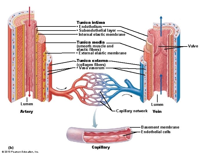 Tunica intima • Endothelium • Subendothelial layer • Internal elastic membrane Tunica media (smooth