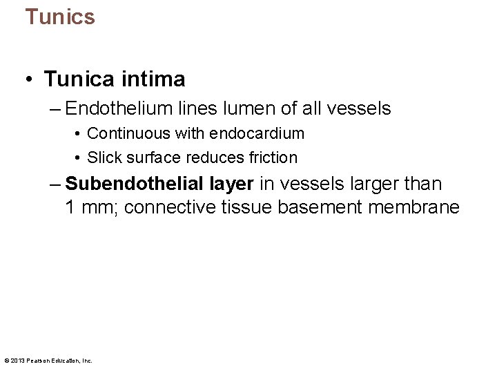 Tunics • Tunica intima – Endothelium lines lumen of all vessels • Continuous with