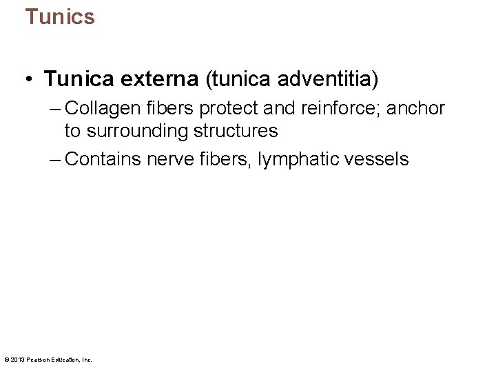 Tunics • Tunica externa (tunica adventitia) – Collagen fibers protect and reinforce; anchor to