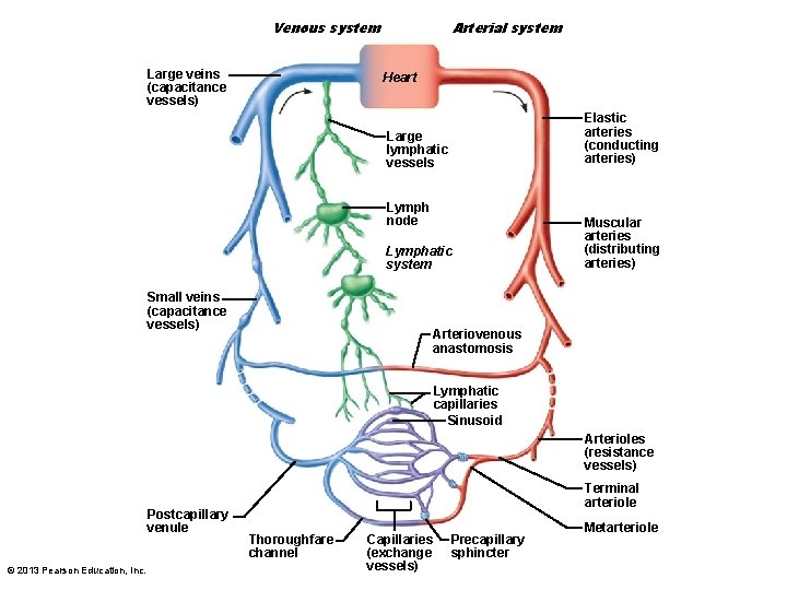 Venous system Large veins (capacitance vessels) Arterial system Heart Elastic arteries (conducting arteries) Large