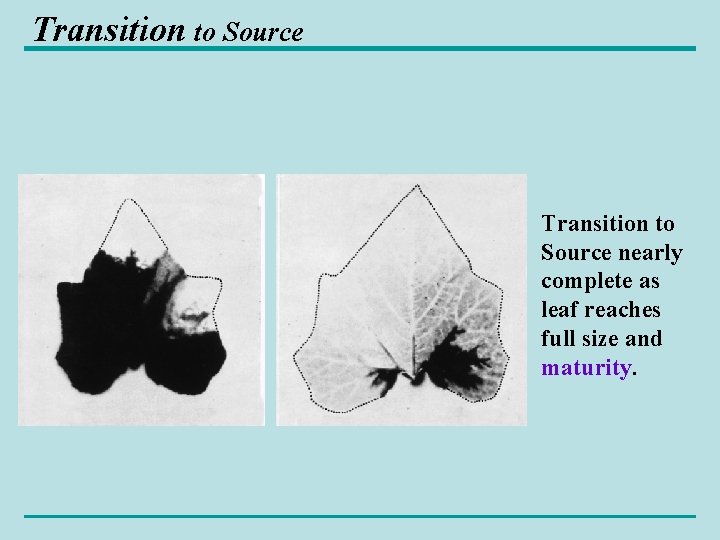 Transition to Source nearly complete as leaf reaches full size and maturity. 