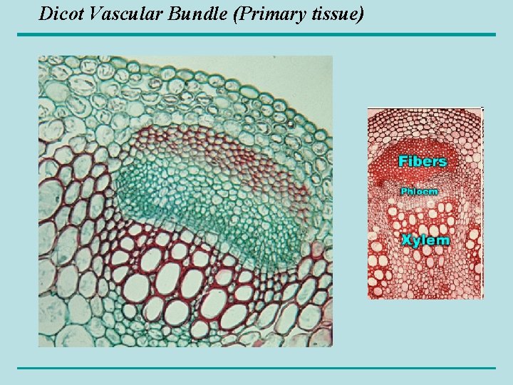 Dicot Vascular Bundle (Primary tissue) 